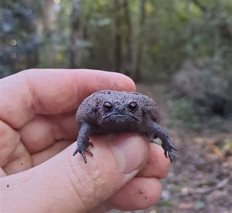 First post here, what do you think of my frog butt